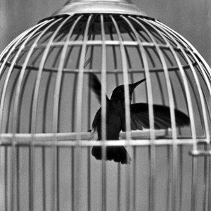 IN A CAGE