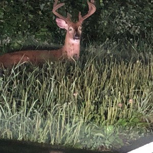ant mail dear doe 