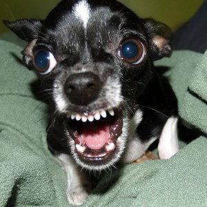 chewawa