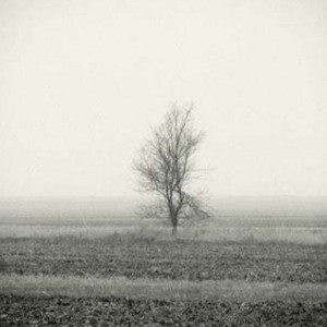 Hollowed thoughts ( LIVING TREE  )