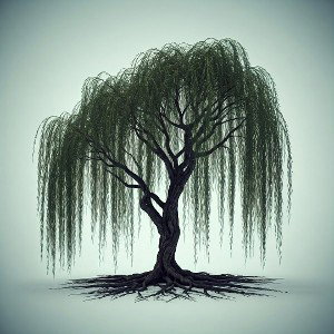 Roots