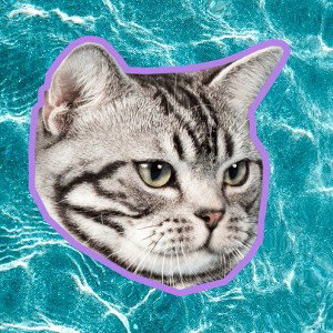 Кошка