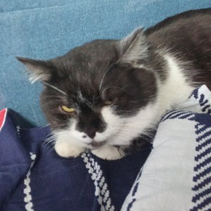 спас бездомных котоф