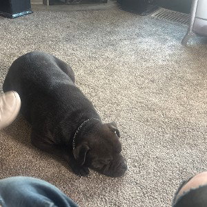 ifarted