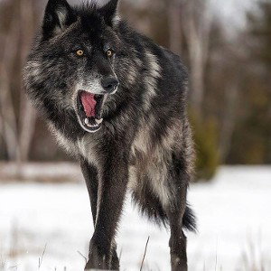 Big Wolf 🐺