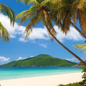 TROPICAL TREES