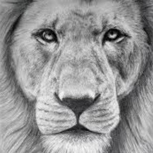 Lion 🦁 