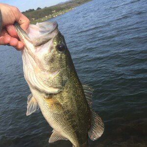 trophies bass