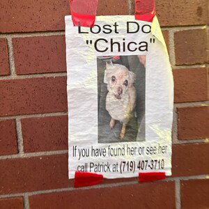 Lost Dog Named Chica at 7-Eleven Owner Named Patrick