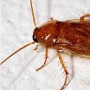 Roaches