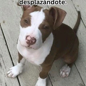 El_perro_loco_