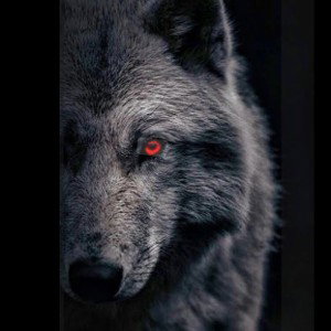 Lone wolf