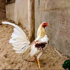 ROYEAR CR - GALLO DE PELEA 🐓 