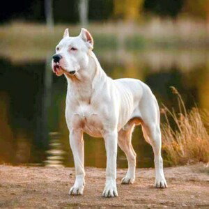 ROYEAR CR - SUELTA LOS PERROS 😈💀👽