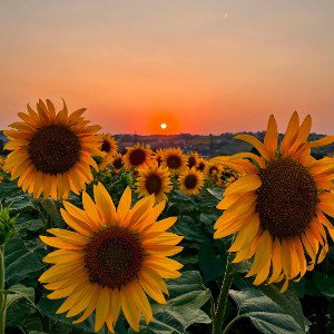 sun flowers ☀️