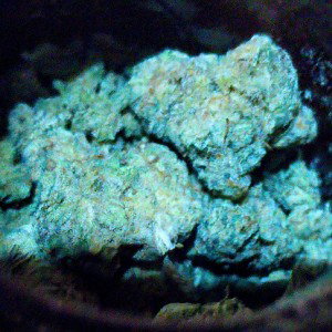 sickness (VOLOCO)