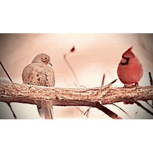 Cardinal Rules