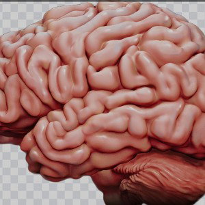 BRAINROT