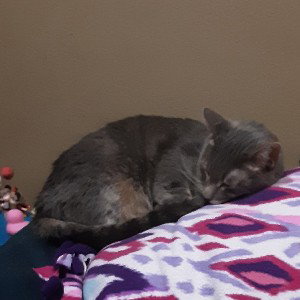 what cats do on their birthday