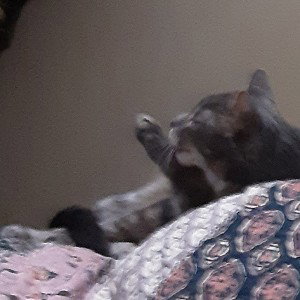 how does meows take over the wolf