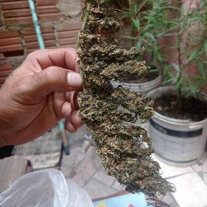 50g do pack