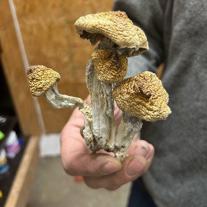 TOOK 2 many shrooms freestyle