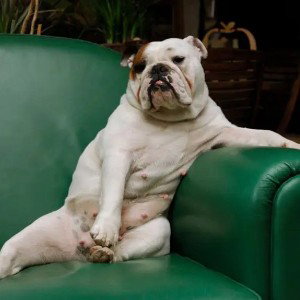 sitting