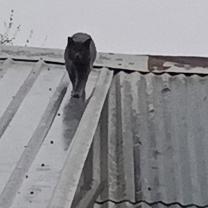 ищу о том что пишу 