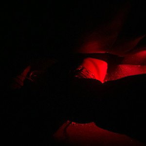 PREZQUANIX -Revenge