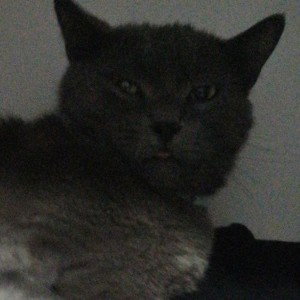BOKI 