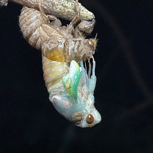 Cicada Phase (Freestyle)