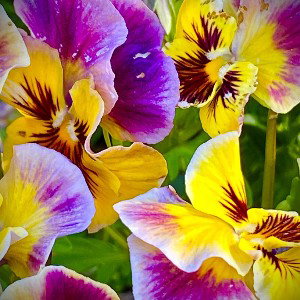 El Sol de tu País / Flowers and Bees Vol.I [One Take]