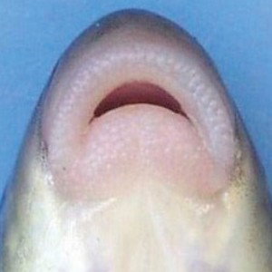 Sucking Fish🔥