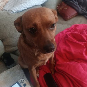 my dog 