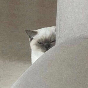 чикино