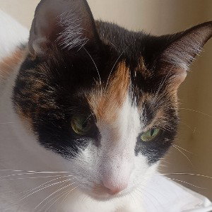 gato del mal 