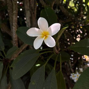 jasmine flower 