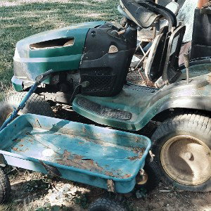 dead deer green