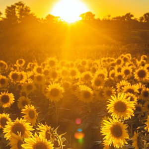 Sunshine (OffCenter)