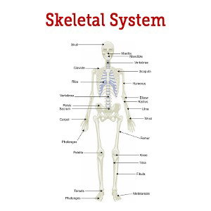 Flamin James - skeleton