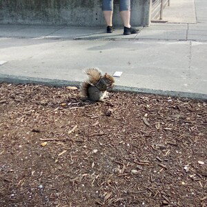 squirrel 🐿️ brains