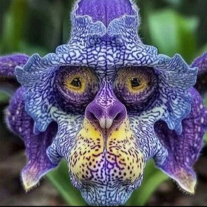 Flore.Ser