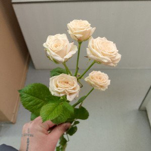 любовь