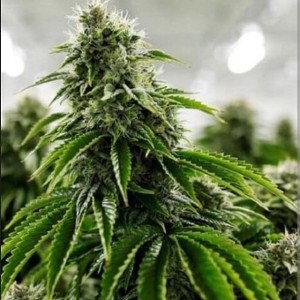 Trichomes!
