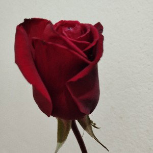 Amor desvanecido!¡
