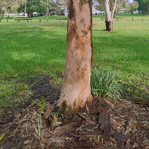 Seed to Tree