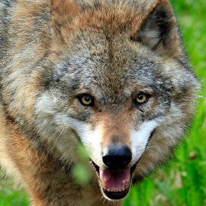 le loup