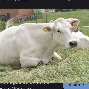 buco Modenese