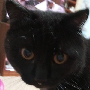 ктоик 🐾🐈‍⬛Сёма+песня 🎧=это 🐈‍⬛🎧