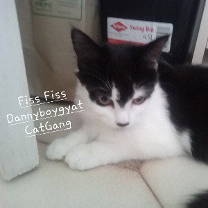 Fiss Fiss